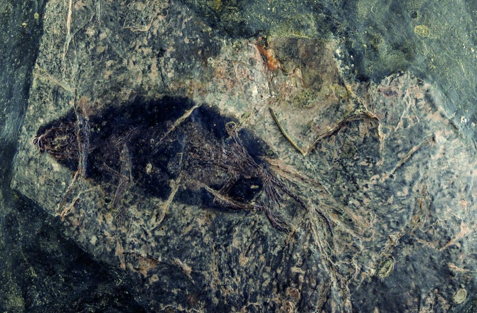 Stoeffel-Park-Stoeffelmaus